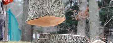 Reliable Hardeeville, SC Tree Care Solutions