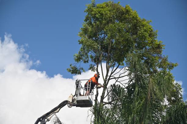 How Our Tree Care Process Works  in  Hardeeville, SC